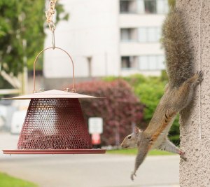 Squirrel reaching for the bird feeder